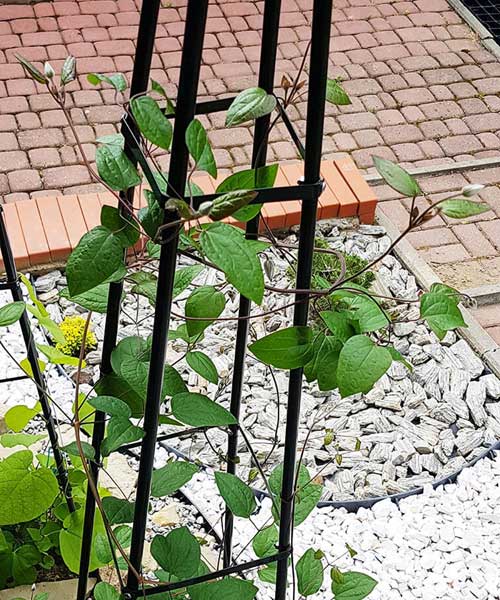 šarmantna vrtna pergola - piramida